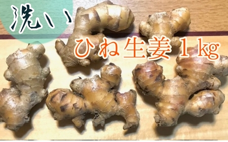 【先行予約】自然農 ひね生姜１kg（洗いショウガ）親生姜 皮まで食べられる 甘酢漬け ガリ 農薬肥料不使用【R00249】