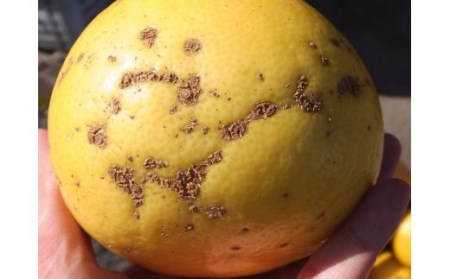 ã什åïŒå¹ŽçºéãïŒèš³ããïŒãªã¬ã³ãžåã®åäœææŠ10kg ææ© ãã«ãŒã ã¿ãã ã¶ãã³ ã¶ããã ãR01086ã