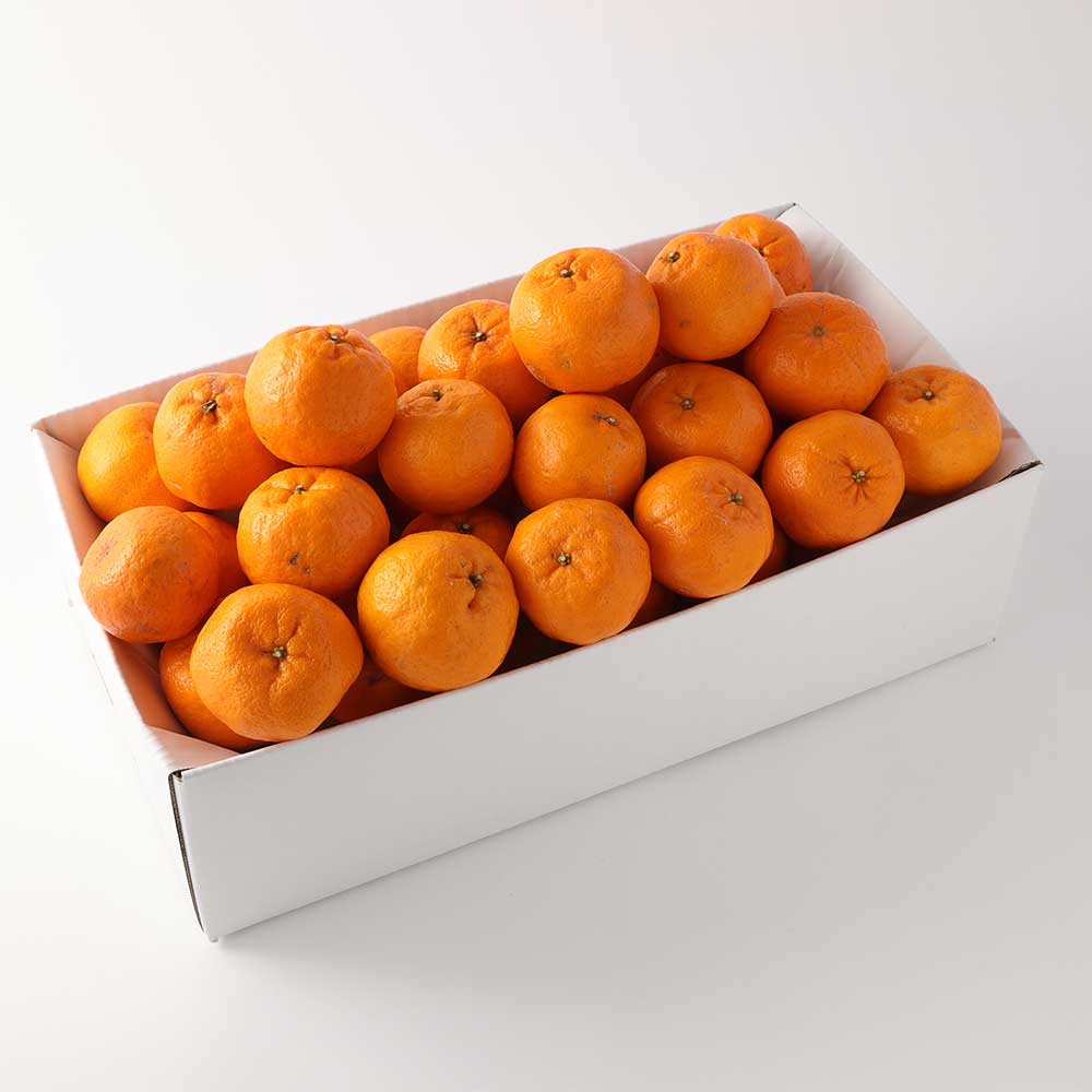 【令和8年発送】【訳あり】ぽんかん10kg（谷川果樹園）デコポンの親  みかん 蜜柑 ミカン 不知火 しらぬい 柑橘 かんきつ ポンカン フルーツ オレンジ 果物 くだもの 果汁 甘い【R01142】