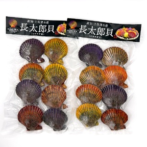 黒潮の恵 冷凍 ヒオウギ貝16個セット（ホタテの仲間）アウトドア キャンプ バーベキュー 魚貝 殻付 貝柱 酒蒸し 真空パック【R00803】