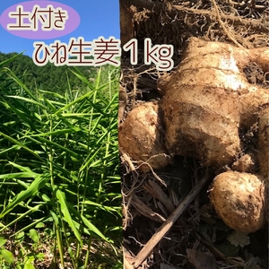 自然農 ひね生姜１kg（自然のままの土付き）親生姜 皮まで食べられる 甘酢漬け ガリ ショウガ【R00218】