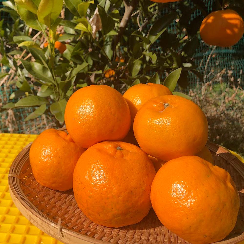 ã什å9å¹ŽïŒæä»¥éãå
å蟲åã®æžèŸ²è¬æ œå¹ ãœãããïŒLãµã€ãºïŒ5ãã èŽççš ã¿ãã èæ ãã«ã³ ææ© ããã〠ãã³ã«ã³ ãã«ãŒã ãªã¬ã³ãž æç© ãã ãã® çã ãžã¥ãŒã·ãŒ é«ç¥ãR01097ã