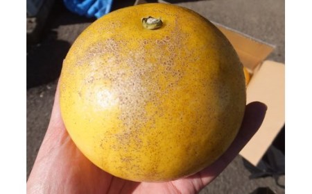 ã什åïŒå¹ŽçºéãïŒèš³ããïŒãªã¬ã³ãžåã®åäœææŠ10kg ææ© ãã«ãŒã ã¿ãã ã¶ãã³ ã¶ããã ãR01086ã