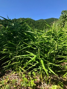 【先行予約】自然農 ひね生姜１kg（洗いショウガ）親生姜 皮まで食べられる 甘酢漬け ガリ 農薬肥料不使用【R00249】