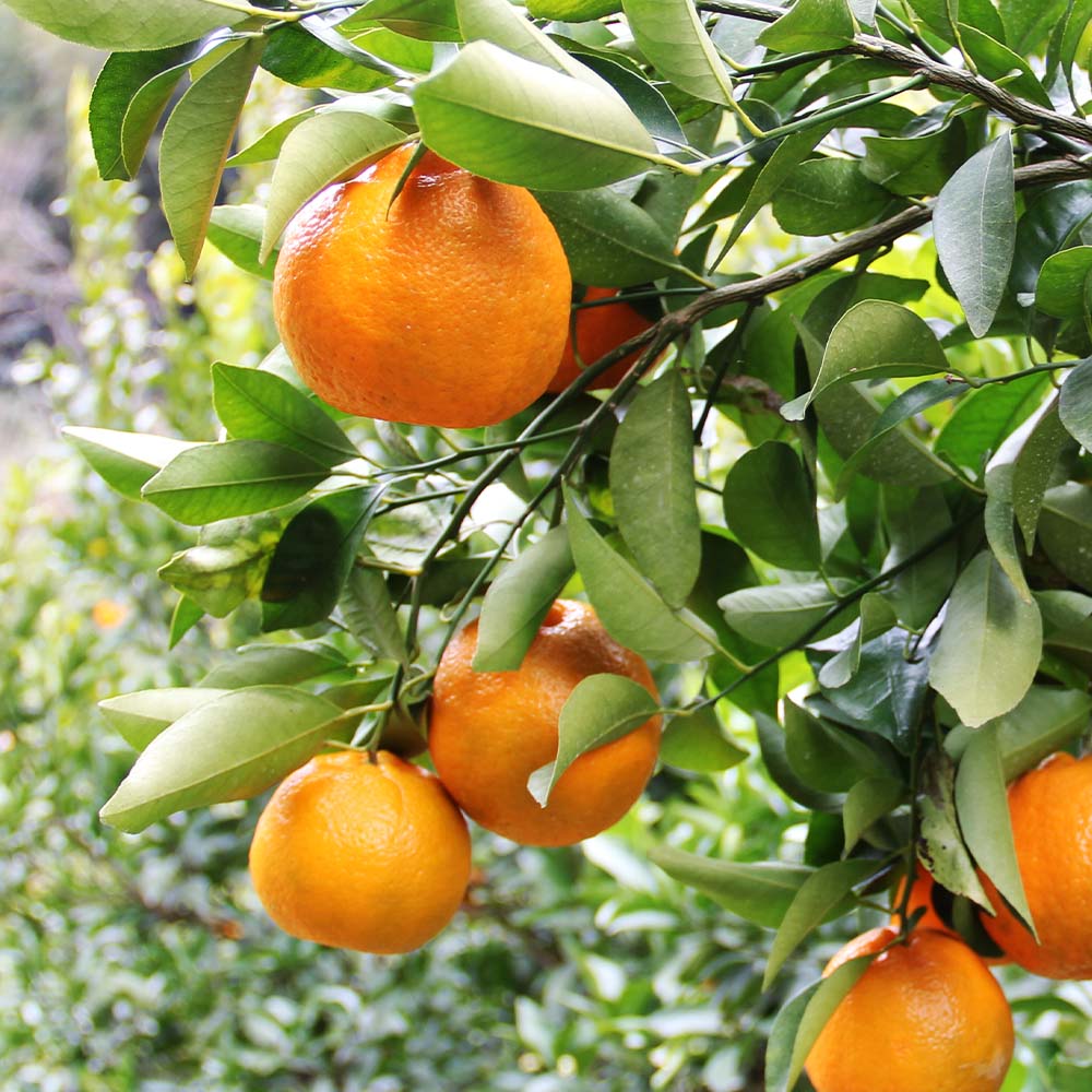 ã什å9å¹ŽïŒæä»¥éãå
å蟲åã®æžèŸ²è¬æ œå¹ ãœãããïŒLãµã€ãºïŒ5ãã èŽççš ã¿ãã èæ ãã«ã³ ææ© ããã〠ãã³ã«ã³ ãã«ãŒã ãªã¬ã³ãž æç© ãã ãã® çã ãžã¥ãŒã·ãŒ é«ç¥ãR01097ã