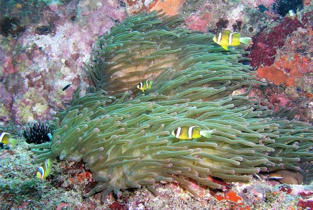 絶景竜串海中公園！ダイビング１ボート体験券（1名分）【初心者歓迎】チケット マリンスポーツ 観光【R01524】