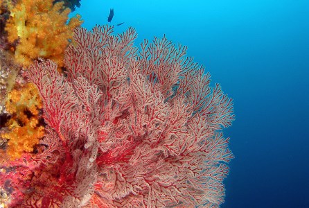 絶景竜串海中公園！ダイビング１ボート体験券（1名分）【初心者歓迎】チケット マリンスポーツ 観光【R01524】