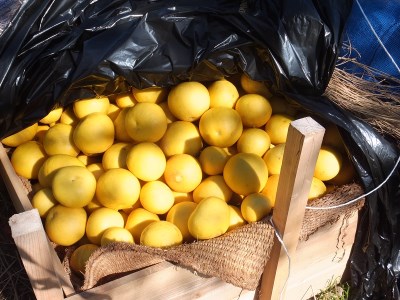 ã什å9幎3æããªã¬ã³ãžåã®åäœææŠ10kg ææ© ãã«ãŒã ã¿ãã ã¶ãã³ ã¶ããã ãR01089ã