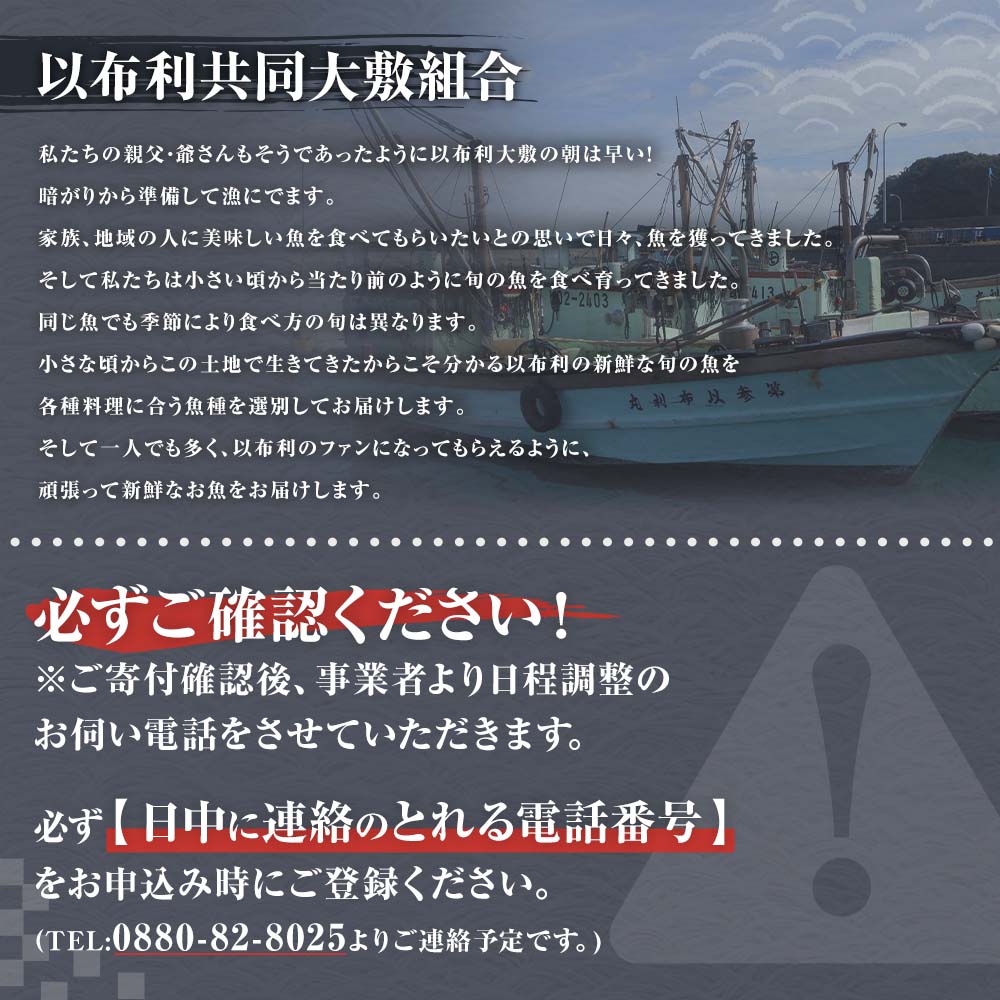 旬の朝獲れ鮮魚詰め合わせ【以布利定置網　漁師直送】朝獲れ 旬 鮮魚 魚介 海鮮 魚 さかな せんぎょ 鮮魚セット 詰め合わせ おまかせ お任せ【S00818】