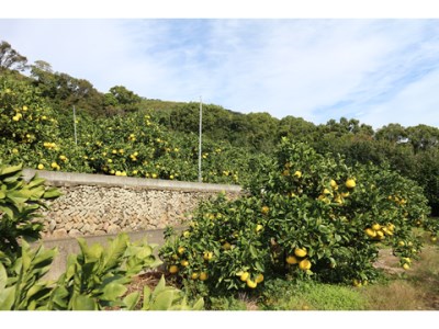【R8年発送】早川農園の土佐文旦（10kg） 柑橘 フルーツ みかん ミカン 果物 果実 10キロ ザボン ぶんたん おやつ デザート 甘い 美味しい ギフト 名物 国産【R00579】