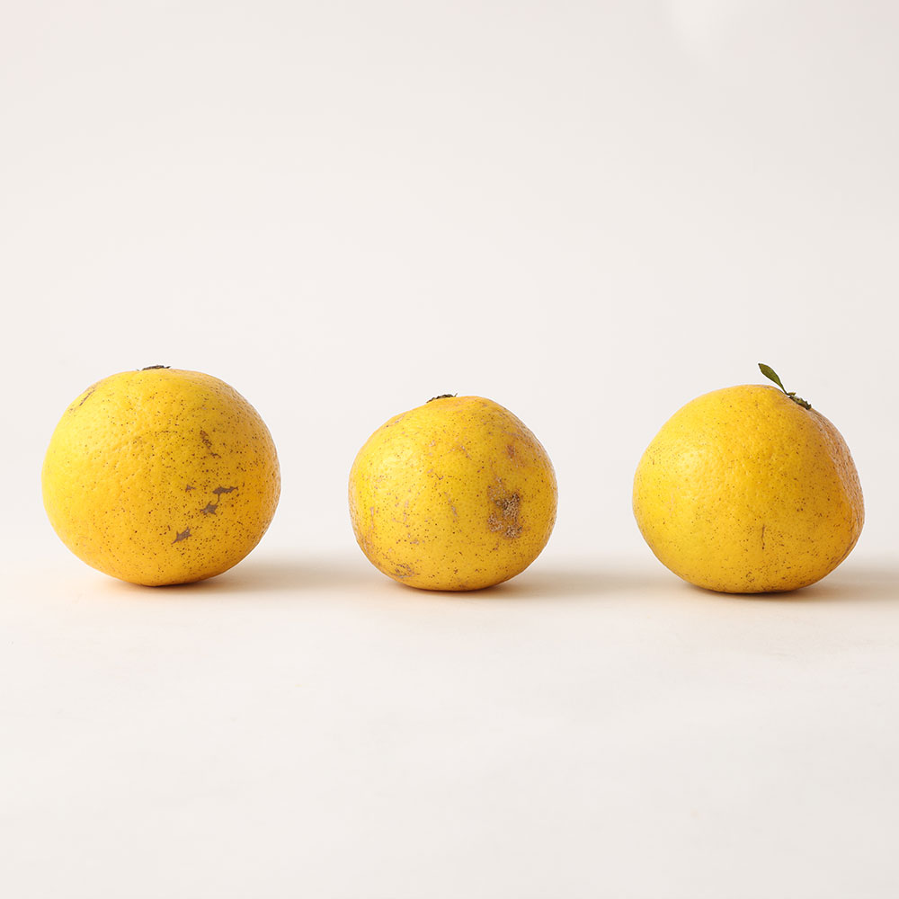 <訳あり>谷川果樹園の小夏3kg 日向夏 みかん 柑橘 フルーツ こなつ ニューサマーオレンジ  果物 美味しい ワケあり 訳 自宅用 おやつ  高知 【R01146】