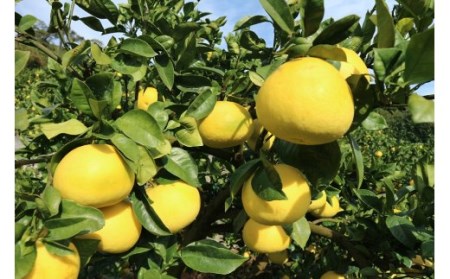 ãR8幎çºéãæ©å·èŸ²åã®åäœææŠïŒ10kgïŒææ© ãã«ãŒã ã¿ãã ã¶ãã³ ã¶ããã ãã³ã¿ã³ æå® æç© ãã ãã® ãã«ãŒã ãã¶ãŒã ææ©é¡ ãããã å®¶åºçš 10ãããR01373ã