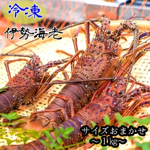 10月中旬以降発送 天然 冷凍伊勢海老１kg（サイズおまかせ）エビ 甲殻類 海鮮BBQ アウトドア キャンプ お祝いえび 伊勢えび イセエビ 刺身 お刺身 鍋 お味噌汁 冷凍配送 海鮮 魚介類 海の幸【R01672】
