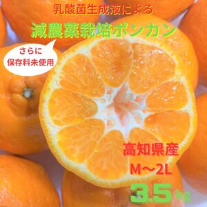 【令和８年1月下旬より発送】＜訳あり＞ぽんかん  3.5kg 高糖度 みかん 柑橘 甘い ジューシー 完熟 フルーツ 果物 ビタミンC 旬 M～2Lサイズ 減農薬 乳酸菌生成液 産直 季節限定 家庭用【R01342】