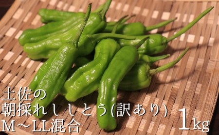 訳あり土佐のししとう１kg（サイズ混合）野菜炒め 天ぷら 夏野菜 【R01329】