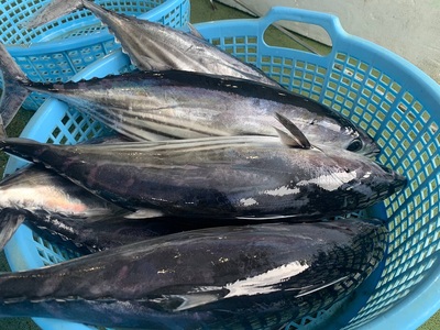 äžæ¬é£ãæŒåž«æŽ40幎ã®è·äººæïŒãã€ãã®ãããã»ãã³é
¢ã»ãã800gïŒ2ïœ3ç¯ïŒèçŒã æ¬å Ž é«ç¥ åäœ é°¹ ã«ã㪠ã¿ã¿ã ããçŒã ãœãé
¢ å·åãR00493ã