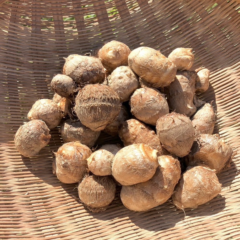 とびきり美味しい！ 自然農育ち 里芋 1kg 軽洗 皮まで食べられる 軽洗い さといも サトイモ 里いも 皮つき 無農薬野菜 野菜 芋煮 煮物 コロッケ 具材【R01344】