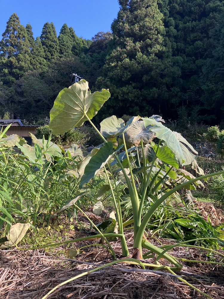 とびきり美味しい！ 自然農育ち 里芋 1kg 軽洗 皮まで食べられる 軽洗い さといも サトイモ 里いも 皮つき 無農薬野菜 野菜 芋煮 煮物 コロッケ 具材【R01344】