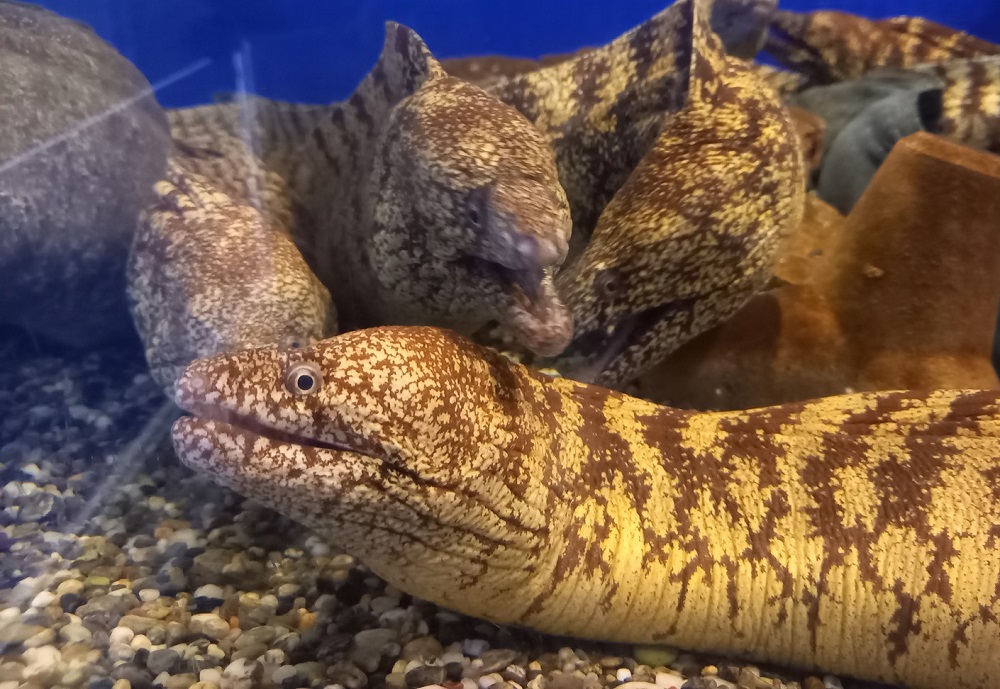 蜀キ蜃 縺縺、縺シ縺ョ蛻繧願コォ 300gテ暦シ定「 縺九i謠壹£ 螟ゥ縺キ繧 縺翫▽縺セ縺ソ 諠」闖 繝輔Λ繧、 迴榊袖 鬲壻サ 繧ヲ繝繝 鬮倡衍縲審00471縲