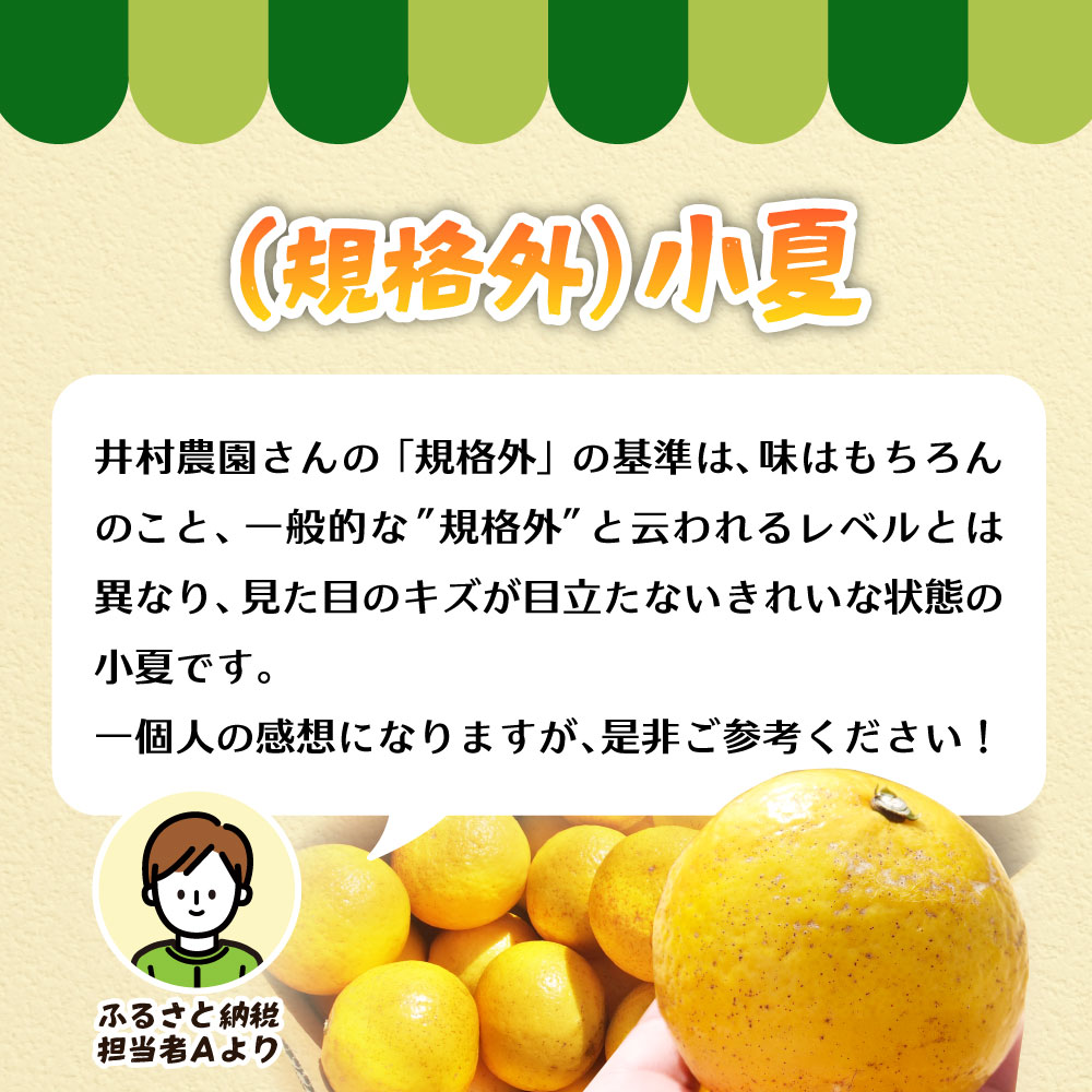 R8.4月中旬以降発送 規格外だけど規格外じゃない!? 訳あり 小夏 10kg 日向夏 みかん ミカン 柑橘 フルーツ 果物 果実 こなつ コナツ ﾆｭｰｻﾏｰｵﾚﾝｼﾞ おいしい 美味しい ワケアリ 自宅用 ご家庭用 高知県 井村農園【R01496】