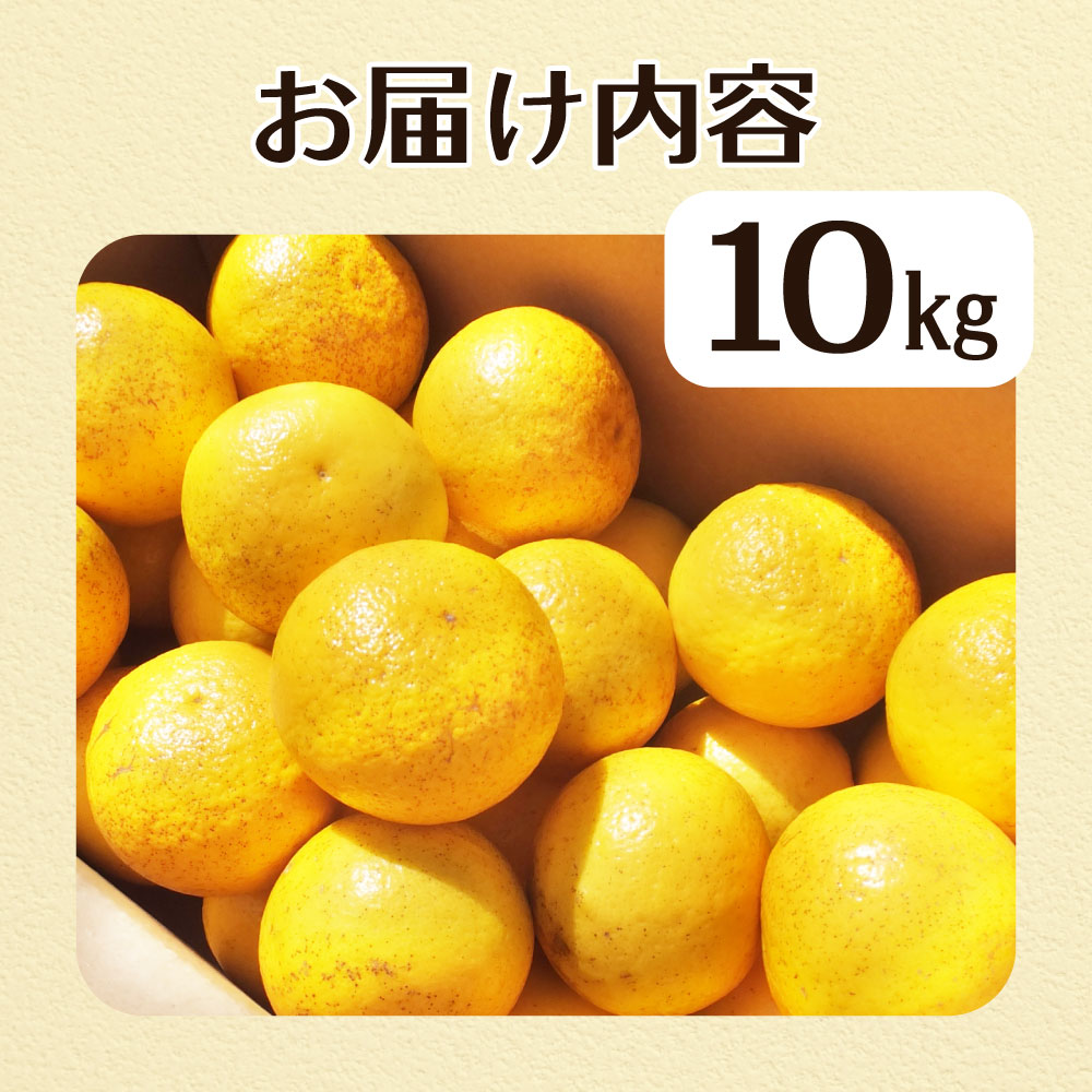 R8.4月中旬以降発送 規格外だけど規格外じゃない!? 訳あり 小夏 10kg 日向夏 みかん ミカン 柑橘 フルーツ 果物 果実 こなつ コナツ ﾆｭｰｻﾏｰｵﾚﾝｼﾞ おいしい 美味しい ワケアリ 自宅用 ご家庭用 高知県 井村農園【R01496】