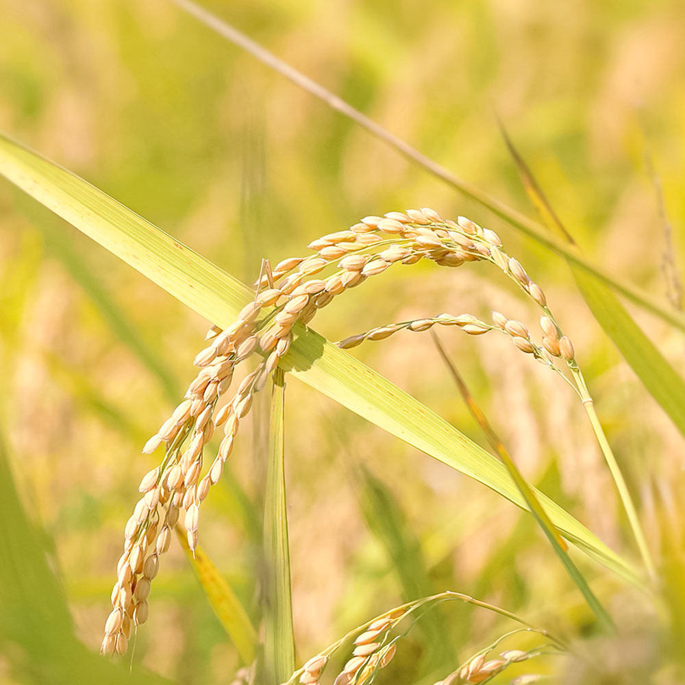 【令和８年産】新米　土佐清水産 コシヒカリ 玄米 5kg 5キロ お米 おこめ ごはん 飯 こしひかり ブランド米 おいしい 国産 高知県産【R01597】