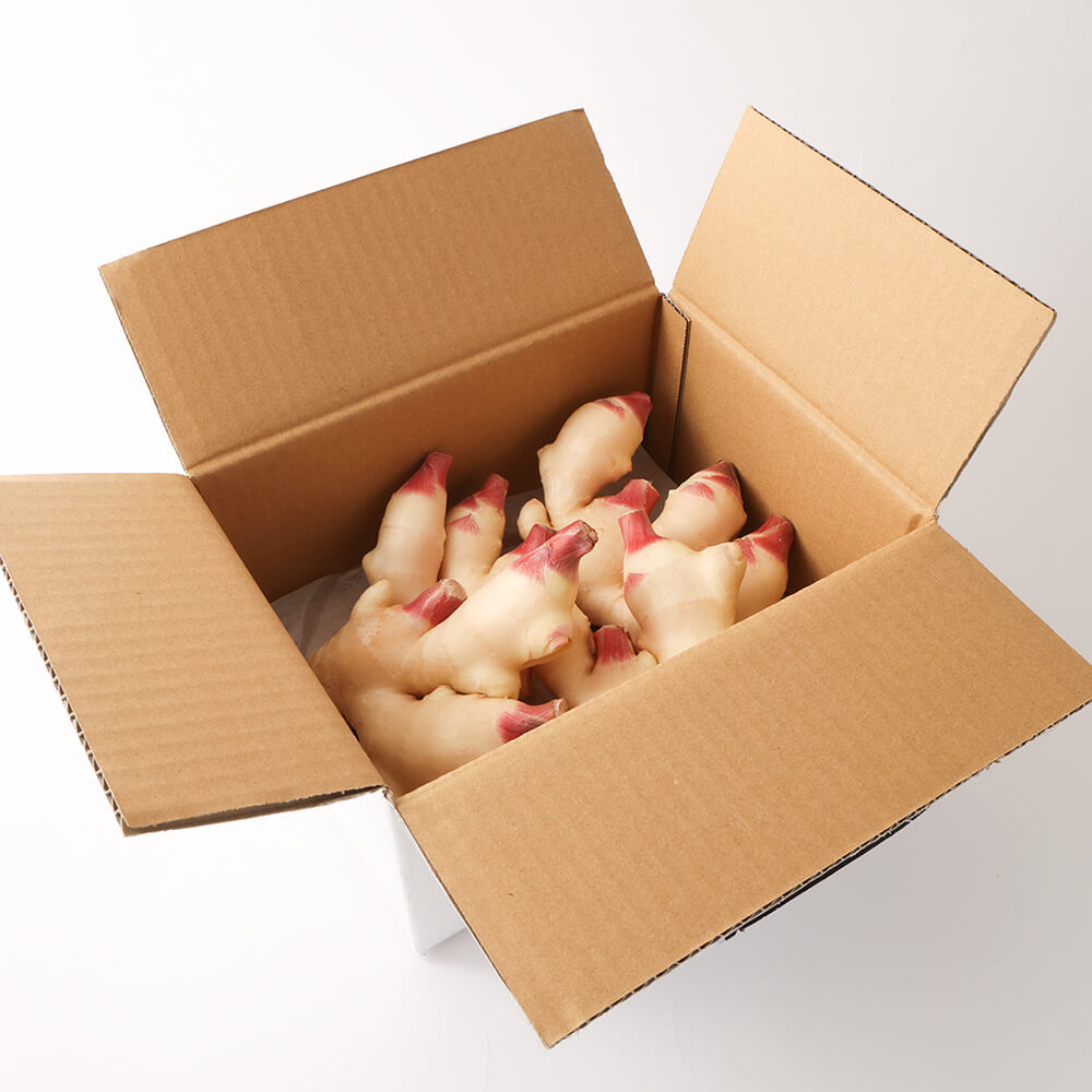 【先行受付】新生姜１kg 季節限定 農家直送 1キロ 甘酢漬け ガリ 佃煮 ジンジャーエール しょうが ショウガ 佃煮 甘酢漬け 食品 新鮮 温まる 温活 冷え対策 国産【R01547】