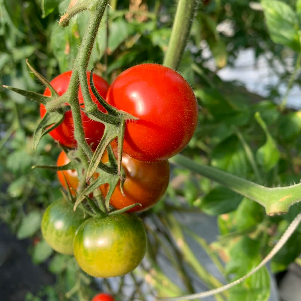 完熟フルティカトマト2kg（中玉サイズ）3回定期便 秋 10月/11月/12月にお届け 天然地下水使用  甘熟ミディトマト フルーツトマト とまと 2000g 2キロ 野菜 サラダ 料理 美味しい 甘い ギフト 国産 高知県 土佐清水市【J00224】