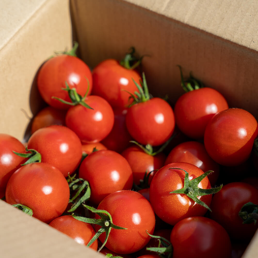 完熟フルティカトマト2kg（中玉サイズ）3回定期便 秋 10月/11月/12月にお届け 天然地下水使用  甘熟ミディトマト フルーツトマト とまと 2000g 2キロ 野菜 サラダ 料理 美味しい 甘い ギフト 国産 高知県 土佐清水市【J00224】