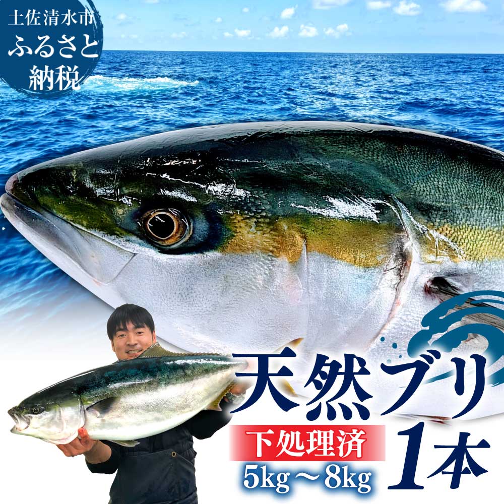 土佐清水産天然ぶり まるごと１本（5kg～8kg）下処理あり（内臓除去済）【※着日指定不可※】鮮魚 鰤 ブリ ぶり大根 刺身 ぶりしゃぶ 天然【R00874】