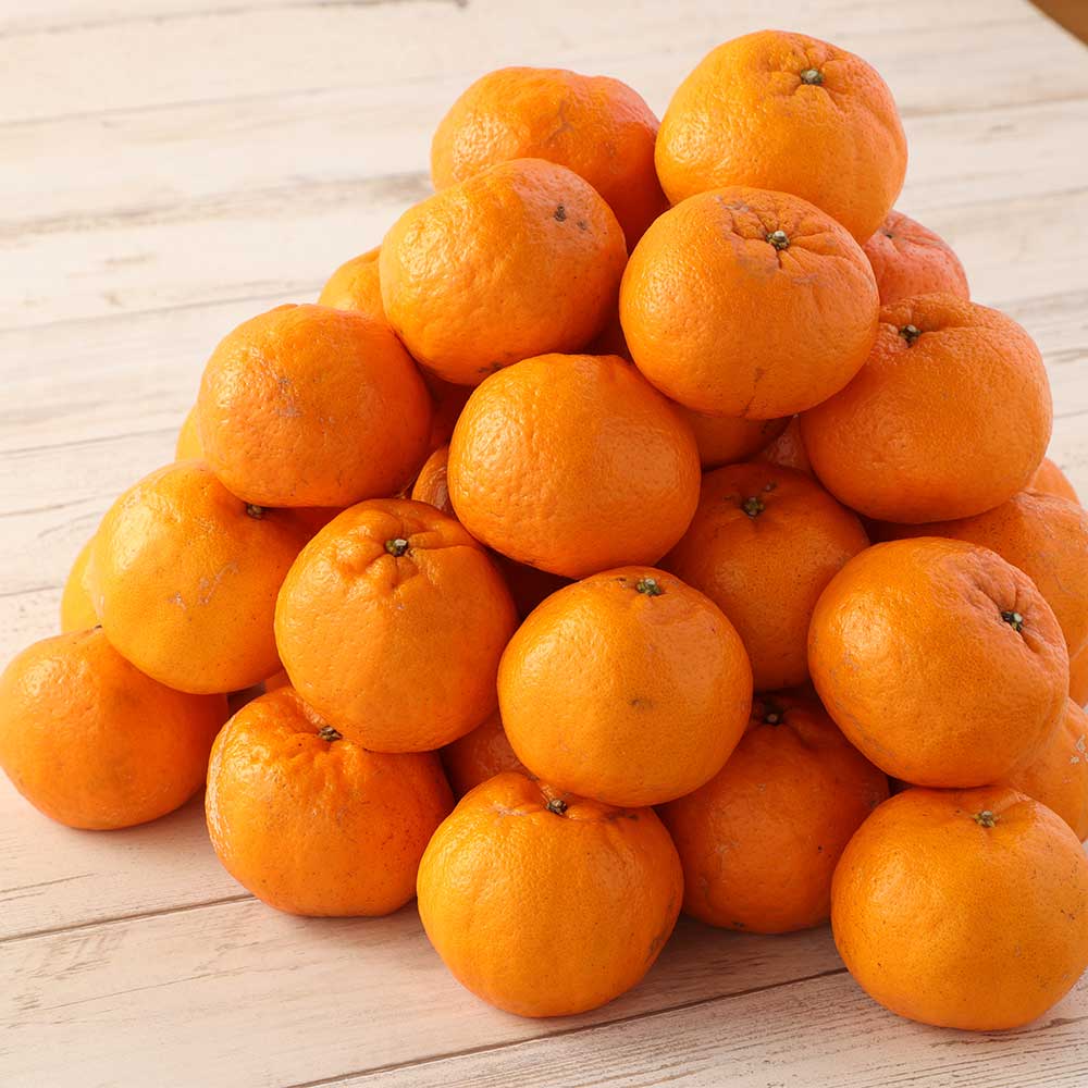 ãèš³ããããœãããïŒkgïŒè°·å·ææš¹åïŒãã³ãã³ã®èŠª ã¿ãã èæ ãã«ã³ äžç¥ç« ããã¬ã ææ© ããã〠ãã³ã«ã³ ãã«ãŒã ãªã¬ã³ãž æç© ãã ãã® ææ± çããR01375ã