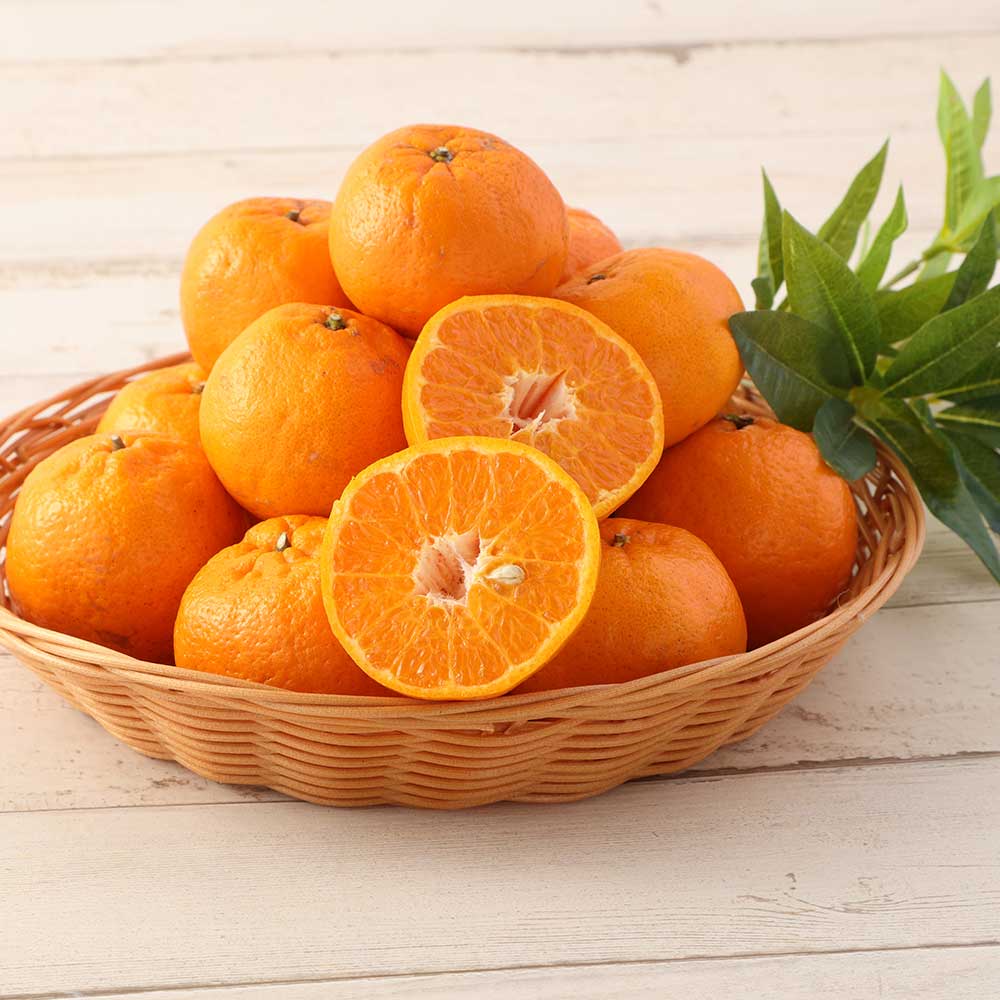 ãèš³ããããœãããïŒkgïŒè°·å·ææš¹åïŒãã³ãã³ã®èŠª ã¿ãã èæ ãã«ã³ äžç¥ç« ããã¬ã ææ© ããã〠ãã³ã«ã³ ãã«ãŒã ãªã¬ã³ãž æç© ãã ãã® ææ± çããR01375ã