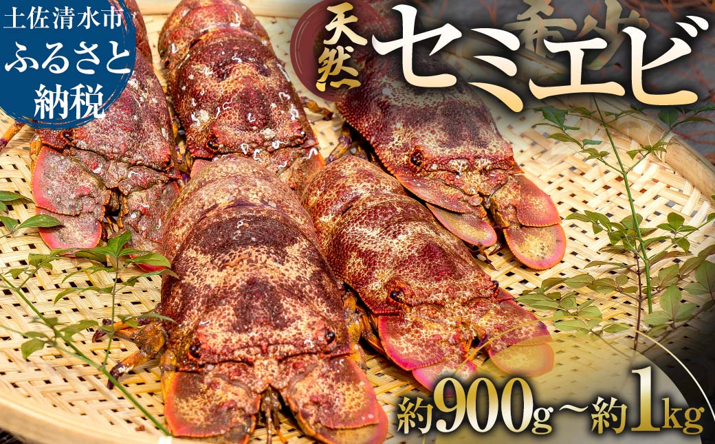 11月以降発送 幻の天然セミエビ　約900ｇ～１kg（サイズおまかせ）※着日指定不可※漁師のごちそうをお届け！甲殻類 海老 海鮮BBQ えび エビ せみえび 冷蔵 配送 新鮮 美味しい 希少 高級食材 故郷納税【R01675】