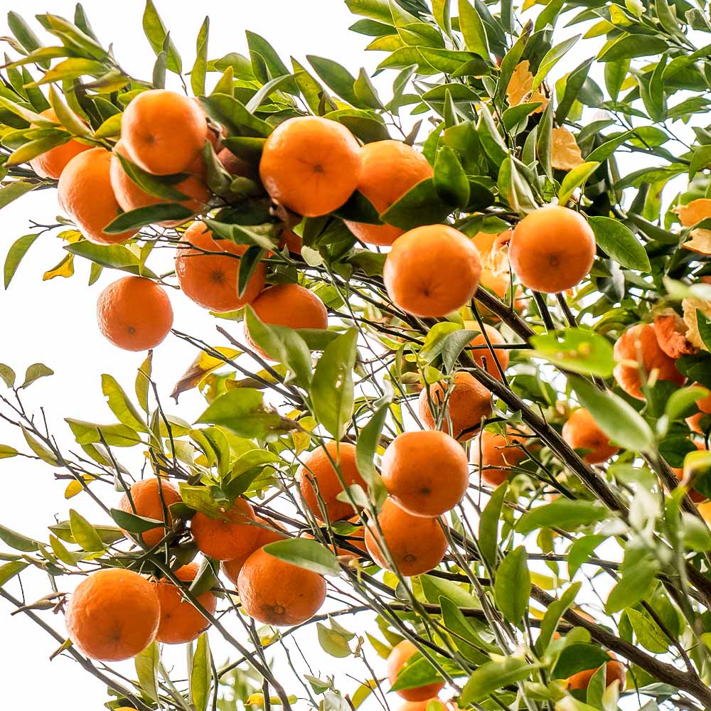 【令和８年1月下旬以降発送】＜訳あり＞ぽんかん５kg（オレンジ園） デコポンの親 みかん ミカン 果物 果実 柑橘 フルーツ ポンカン でこぽん おやつ デザート 甘い 美味しい 家庭用 名物 国産【R01080】