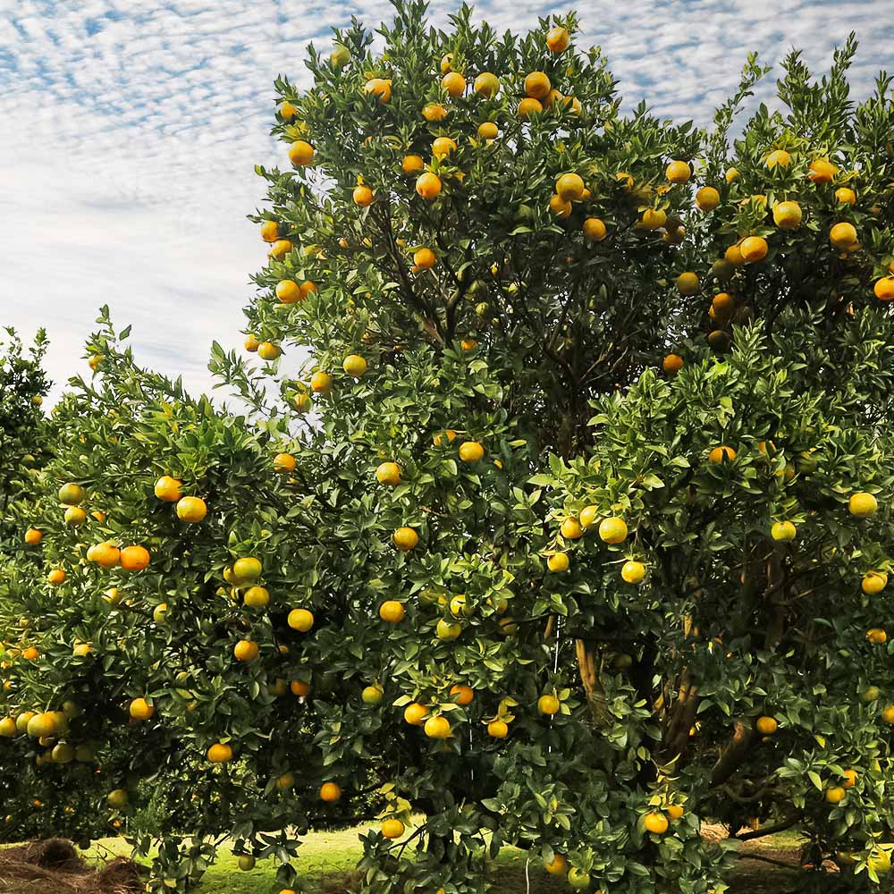 【令和８年1月下旬以降発送】＜訳あり＞ぽんかん５kg（オレンジ園） デコポンの親 みかん ミカン 果物 果実 柑橘 フルーツ ポンカン でこぽん おやつ デザート 甘い 美味しい 家庭用 名物 国産【R01080】