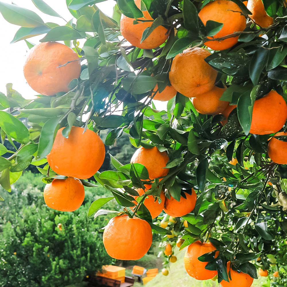 R8.1æçºé ãªã¬ã³ãžåã®ãœãããïŒkg ãã³ãã³ã®èŠª ã¿ãã ãã«ã³ æç© æå® 3ãã ææ© ãã«ãŒã ãã³ã«ã³ ãã〠ãã¶ãŒã çã çŸå³ãã å®ç ã®ãã èŽç åç© åœç£ãR01498ã