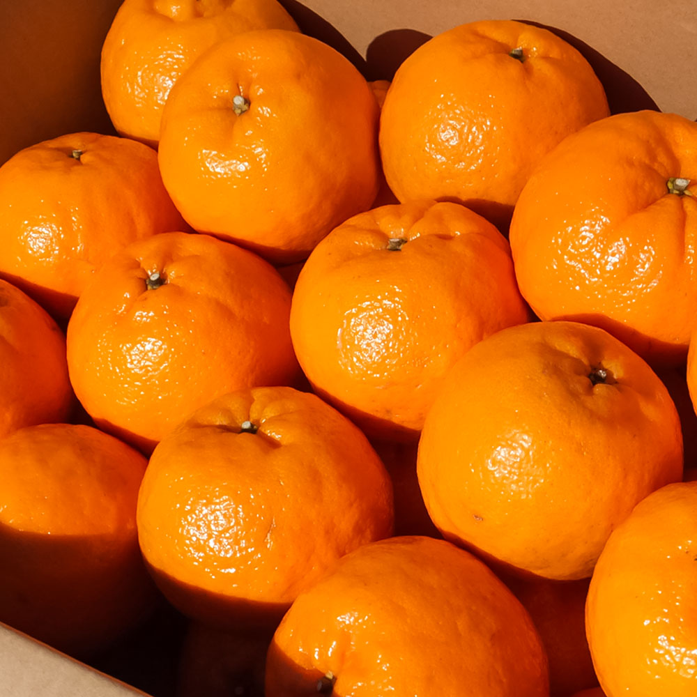 R8.1æçºé ãªã¬ã³ãžåã®ãœãããïŒkg ãã³ãã³ã®èŠª ã¿ãã ãã«ã³ æç© æå® 3ãã ææ© ãã«ãŒã ãã³ã«ã³ ãã〠ãã¶ãŒã çã çŸå³ãã å®ç ã®ãã èŽç åç© åœç£ãR01498ã