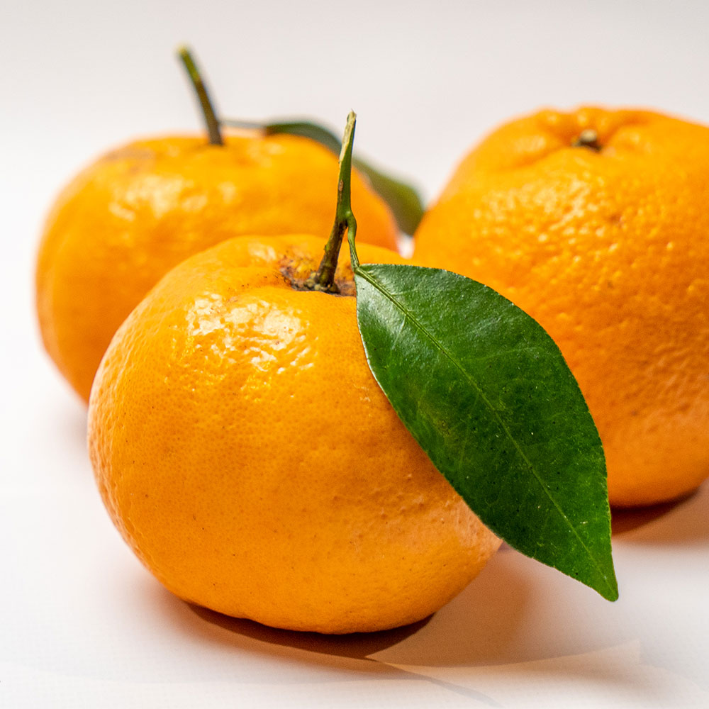 ã什å8幎çºéããœããã ïŒkgïŒè°·å·ææš¹åïŒãã³ãã³ã®èŠª ã¿ãã èæ ãã«ã³ äžç¥ç« ããã¬ã ææ© ããã〠ãã³ã«ã³ ãã«ãŒã ãªã¬ã³ãž æç© ãã ãã® ææ± çããR01376ã