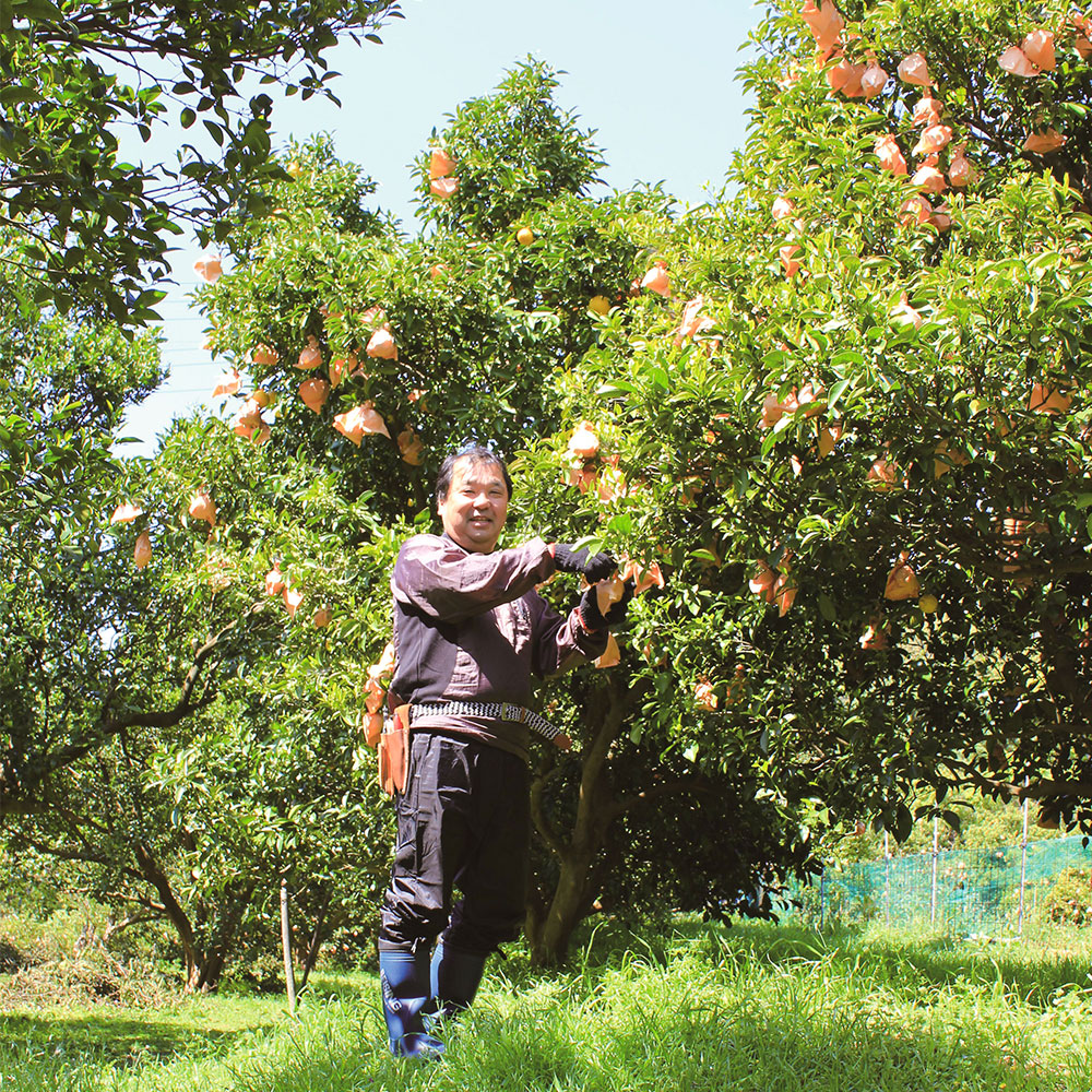 ã什å8幎çºéããœããã ïŒkgïŒè°·å·ææš¹åïŒãã³ãã³ã®èŠª ã¿ãã èæ ãã«ã³ äžç¥ç« ããã¬ã ææ© ããã〠ãã³ã«ã³ ãã«ãŒã ãªã¬ã³ãž æç© ãã ãã® ææ± çããR01376ã