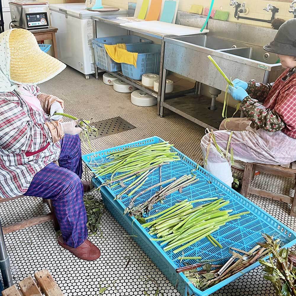 【令和８年５月以降】イタドリの塩漬け 250g×4パック 1kg 1キロ 山菜 いたどり 下処理済み 野菜 春の食材 虎杖 スカンポ イタズリ 炒め物 食品 お取り寄せ 真空 冷凍 配送【R01449】