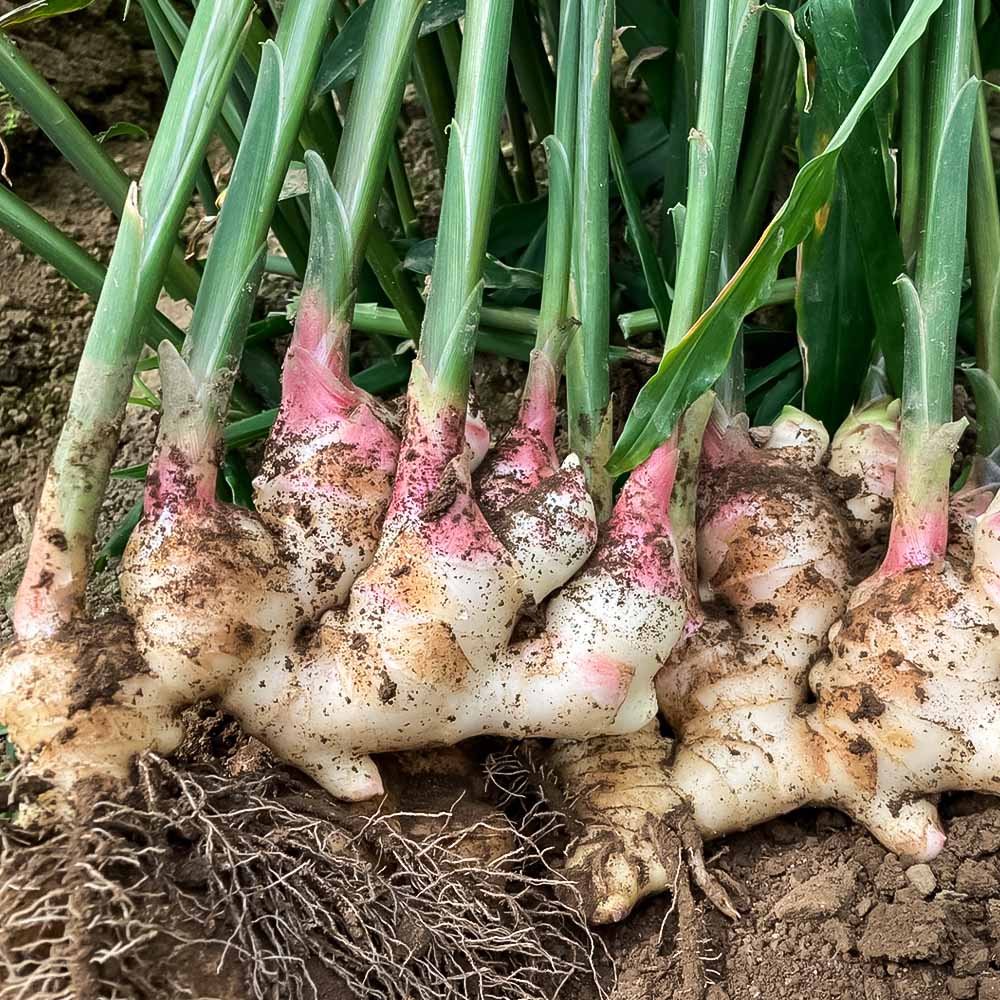 新生姜 1kg 水洗いのみ 生姜 生姜湯 ジンジャー しょうが ショウガ 1キロ 野菜 旬 季節限定 佃煮 甘酢漬け ジンジャーエール サラダ 新鮮 温まる 温活 冷え対策 国産 高知県 土佐清水市 高知【R01551】