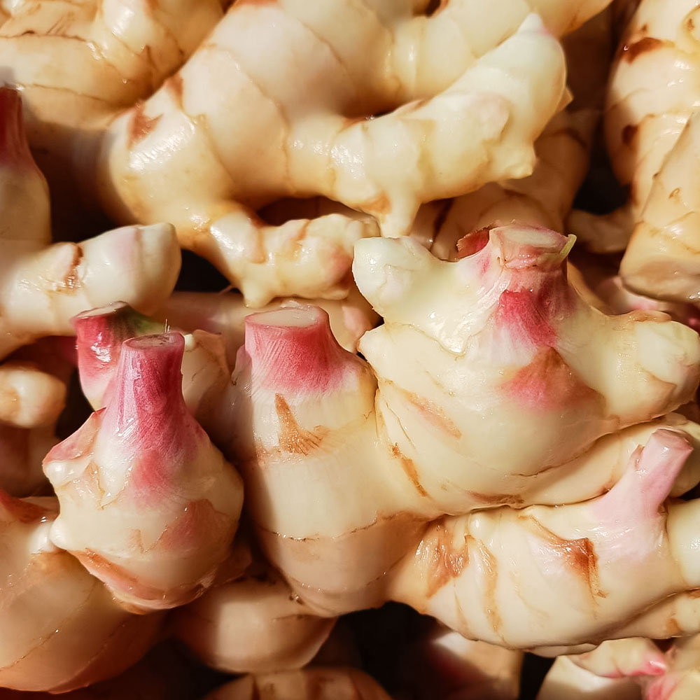 新生姜 1kg 水洗いのみ 生姜 生姜湯 ジンジャー しょうが ショウガ 1キロ 野菜 旬 季節限定 佃煮 甘酢漬け ジンジャーエール サラダ 新鮮 温まる 温活 冷え対策 国産 高知県 土佐清水市 高知【R01551】