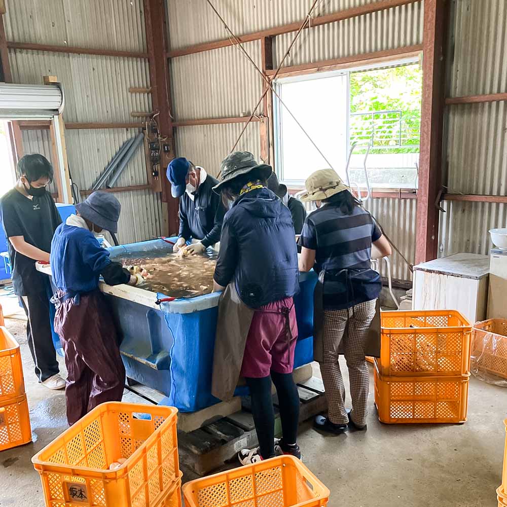 新生姜 1kg 水洗いのみ 生姜 生姜湯 ジンジャー しょうが ショウガ 1キロ 野菜 旬 季節限定 佃煮 甘酢漬け ジンジャーエール サラダ 新鮮 温まる 温活 冷え対策 国産 高知県 土佐清水市 高知【R01551】