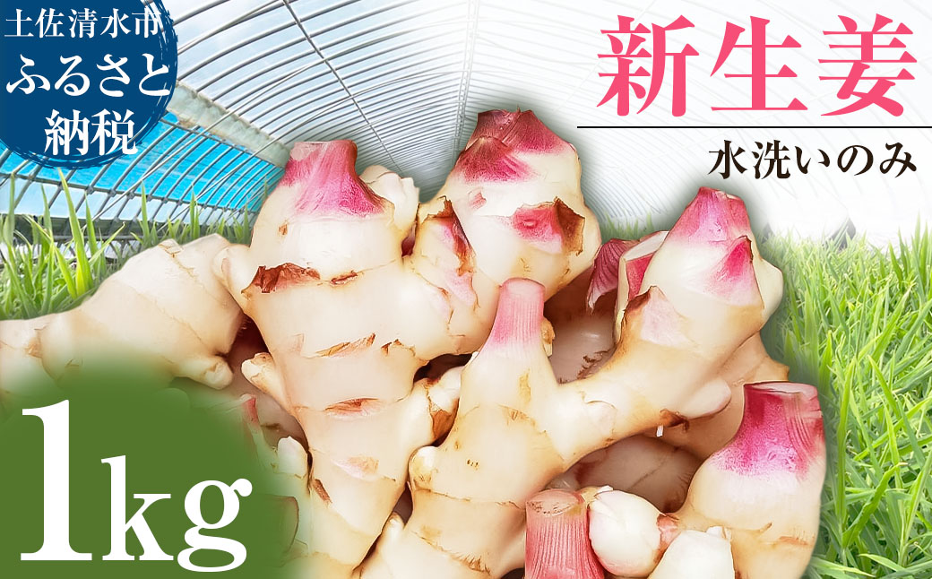 新生姜 1kg 水洗いのみ 生姜 生姜湯 ジンジャー しょうが ショウガ 1キロ 野菜 旬 季節限定 佃煮 甘酢漬け ジンジャーエール サラダ 新鮮 温まる 温活 冷え対策 国産 高知県 土佐清水市 高知【R01551】