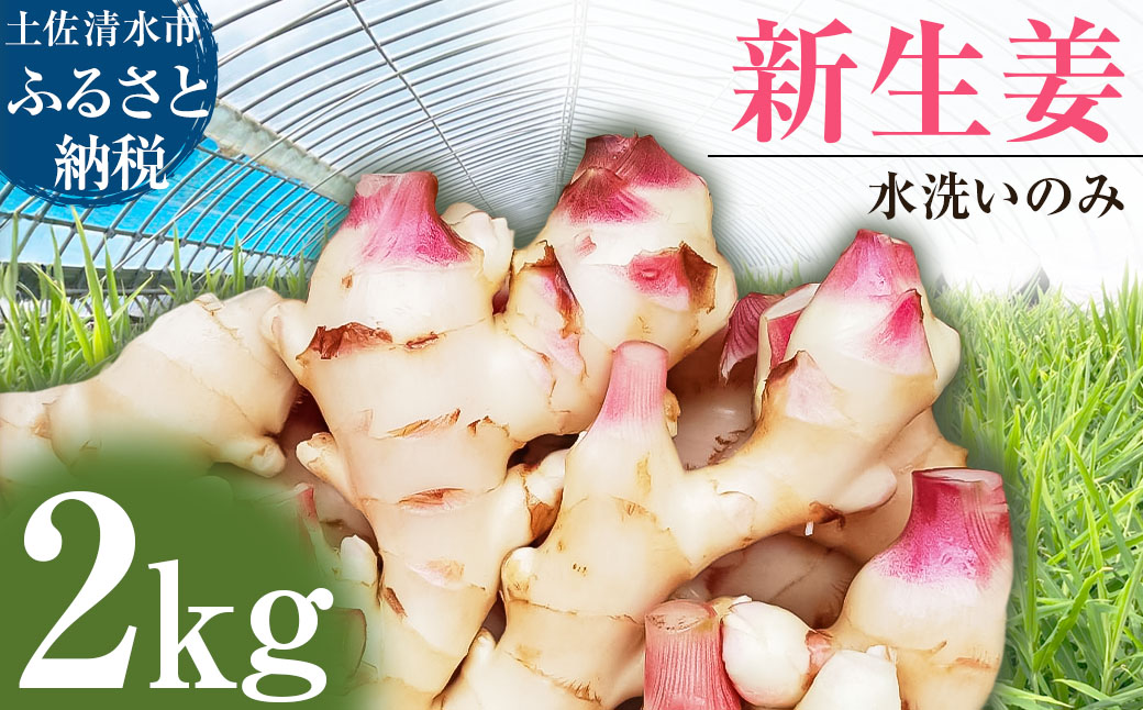 新生姜 2kg 水洗いのみ 生姜 生姜湯 ジンジャー しょうが ショウガ 2キロ 野菜 旬 季節限定 佃煮 甘酢漬け ジンジャーエール サラダ 新鮮 温まる 温活 冷え対策 国産 高知県 土佐清水市 高知【R01552】