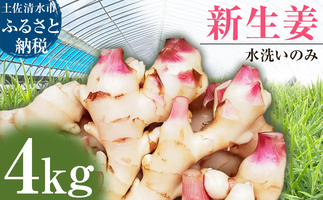 新生姜 4kg 水洗いのみ 生姜 生姜湯 ジンジャー しょうが ショウガ 4キロ 野菜 旬 季節限定 佃煮 甘酢漬け ジンジャーエール サラダ 新鮮 温まる 温活 冷え対策 国産 高知県 土佐清水市 高知【R01554】