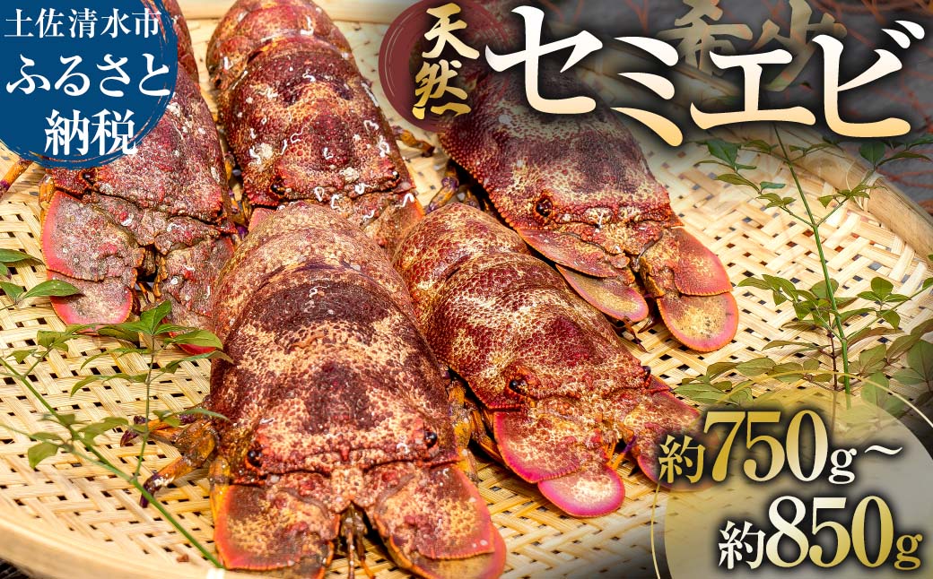 幻の天然セミエビ 約750g～850g（サイズおまかせ）※着日指定不可※漁師のごちそうをお届け！甲殻類 海老 海鮮BBQ えび エビ せみえび 冷蔵 配送 新鮮 美味しい 希少 高級食材 故郷納税【R01569】