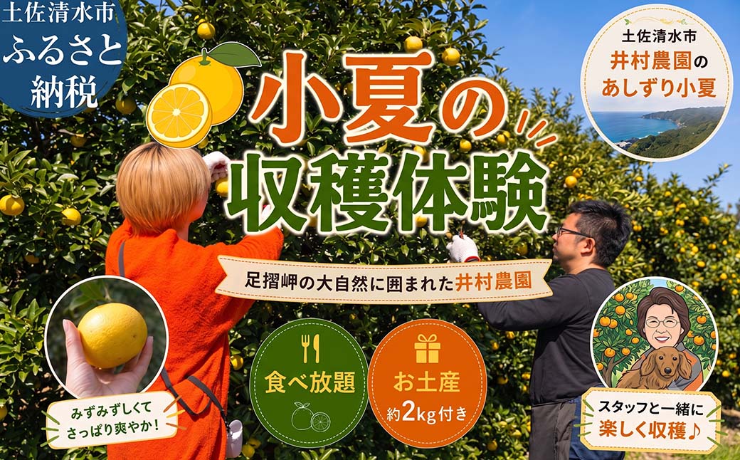 手ぶらで体験 井村農園の小夏 収穫・食べ放題 2～5名 お土産付き 小夏2キロ サマーオレンジ 収穫体験 収穫 果物 くだもの フルーツ 高知 土佐清水市【R01589】