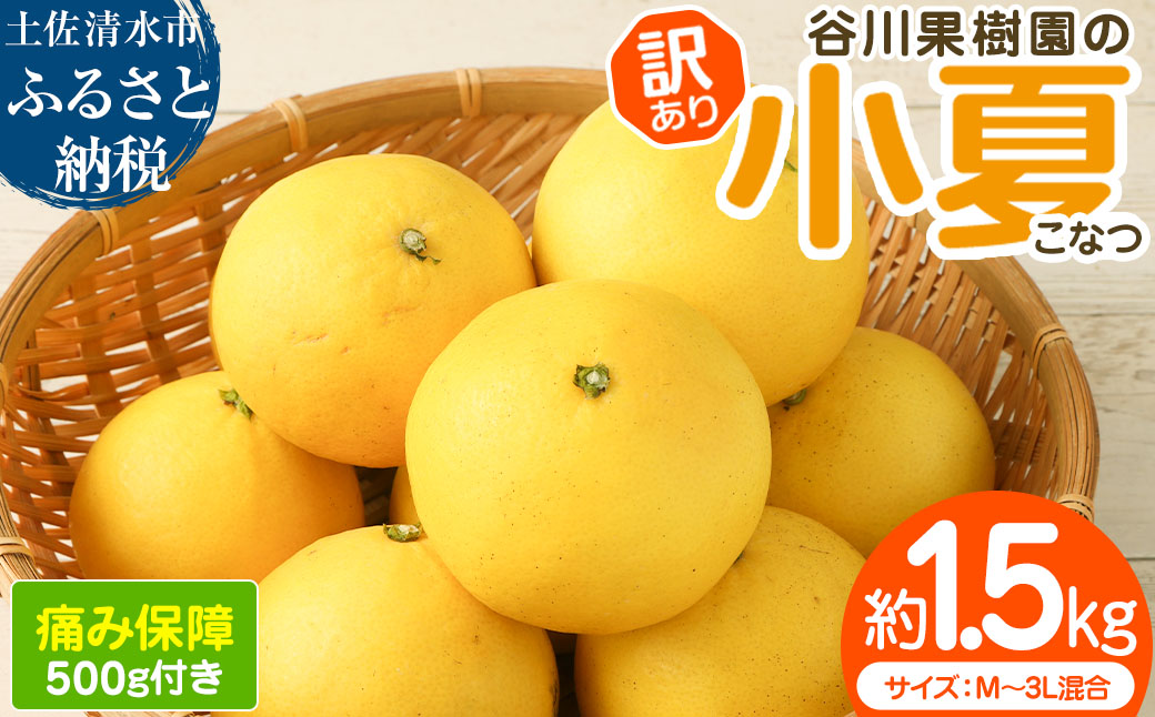 令和9年4月中旬以降発送【訳あり】谷川果樹園の小夏1.5kg 日向夏 みかん 柑橘 フルーツ こなつ ニューサマーオレンジ  果物 美味しい ワケあり 訳 自宅用 おやつ  高知 【R01664】