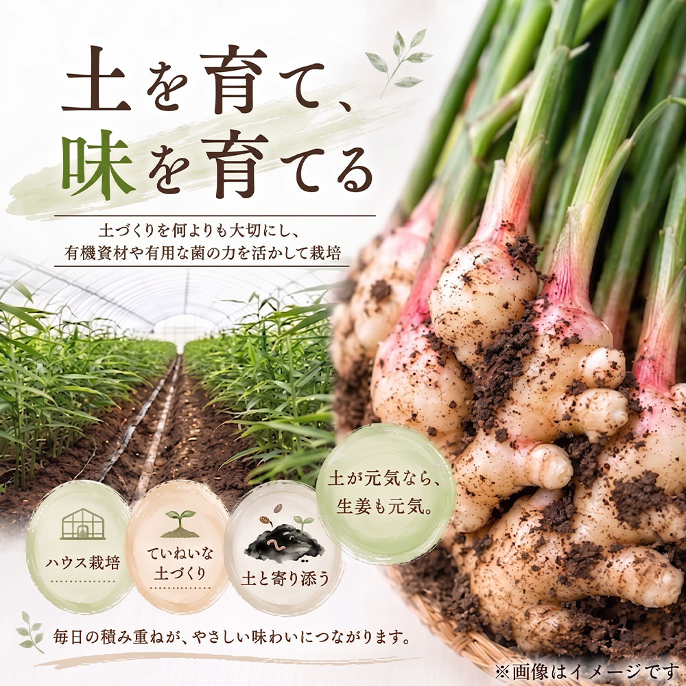 æ°çå§ 4kg æ°ŽæŽãã®ã¿ çå§ çå§æ¹¯ ãžã³ãžã£ãŒ ãããã ã·ã§ãŠã¬ 4ãã éè æ¬ å£ç¯éå® äœç
® çé
¢æŒ¬ã ãžã³ãžã£ãŒãšãŒã« ãµã©ã æ°é®® æž©ãŸã 枩掻 å·ã察ç åœç£ é«ç¥ç åäœæž
æ°Žåž éæç¡æãR01774ã